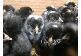 فروش جوجه یک روزه پلیموت راک اصیل در نور یکی از اصلی ترین مزایای خرید