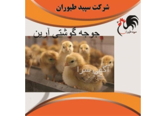 مزایای جوجه گوشتی آرین نسبت به نژادهای دیگر طیور در تهران جوجه گوشتی