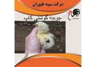 فروش جوجه مرغ گوشتی یک روزه راس و پلاس و کاپ طیور