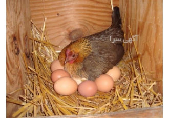 تخم گذار محلی تخم گذار اصلاح نژاد شده با کیفیت عالی در ساری در این