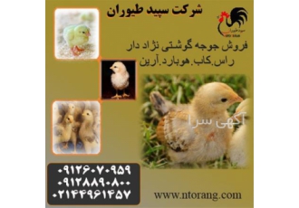 قیمت جوجه مادر گوشتی خرید جوجه گوشتی در تهران قیمت جوجه مادر گوشتی