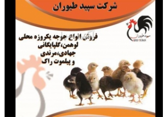 جوجه یک روزه -جوجه یک روزه مرندی - طیور