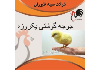جوجه گوشتی فروش جوجه مرغ گوشتی مناسب ترین قیمت در تهران جوجه گوشتی