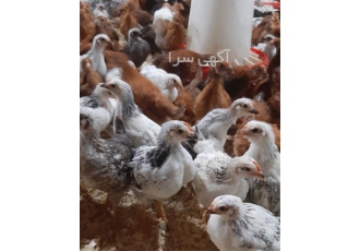 خرید جوجه خروس و جوجه مرغ دو ماهه جوجه ۲ ماهه در نور خرید جوجه خروس