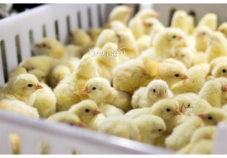 فروش جوجه یک روزه گوشتی و دان پلت گوشتی در نور فروش جوجه یک روزه گوشتی
