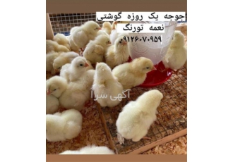 قیمت و فروش جوجه گوشتی طیور در تهران قیمت و فروش جوجه گوشتی طیور جوجه
