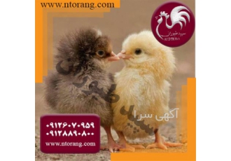قیمت جوجه یک روزه گوشتی، جوجه گوشتی - طیور