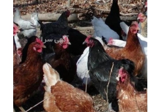 فروش مرغ تخم گذار آماده تخم با قیمت خوب در نور فروش مرغ تخم گذار آماده