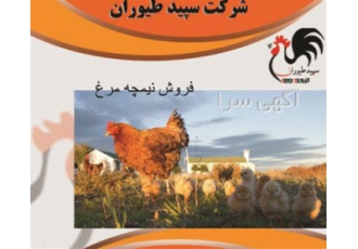 قیمت نیمچه مرغ محلی پرورش نیمچه مرغ گوشتی در تهران قیمت نیمچه مرغ
