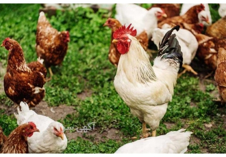 نیمچه گلپایگان بومی اصلاح نژاد شده با کیفیت عالی در نور نیمچه گلپایگان