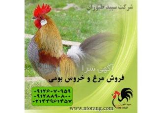 فروش خروس محلی قیمت مرغ و خروس طیور در تهران فروش خروس محلی قیمت
