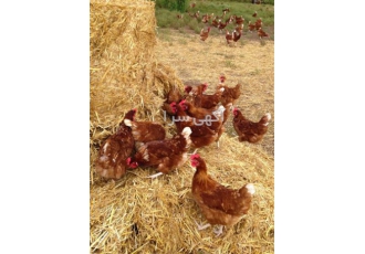 فروش مرغ لوهمن تخمگذار رنگی ، فروش مرغ فروش مرغ لوهمن تخمگذار رنگی ، فروش مرغ