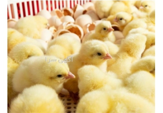 پخش عمده جوجه یک روزه گوشتی از نژاد راس در نور پخش عمده جوجه یک روزه