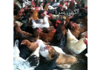 قیمت مرغ چهار ماهه اصلاح نژاد شده در نور مرغ چهار ماهه را معمولا تیم