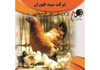 قیمت خرید مرغ تخمگذار محلی طیور در تهران قیمت خرید مرغ تخمگذار محلی