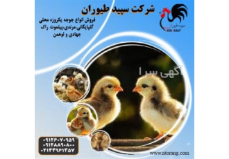 فروش جوجه یک روزه مرغ محلی، فروش جوجه یک روزه بومی