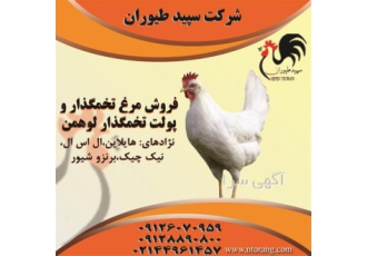 فروش جوجه مرغ لوهمن خریدار مرغ لوهمن در تهران فروش جوجه مرغ لوهمن
