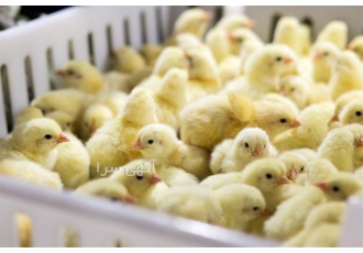 فروش جوجه مرغ یک روزه گوشتی با قیمت باور نکردنی