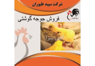 خرید و فروش جوجه مرغ گوشتی ، سپید طیور ، طیور