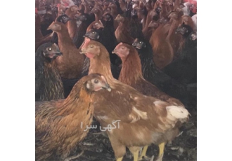فروش مرغ چهار ۴ ماهه جهادی اصل پا سیا در نور فروش مرغ چهار 4 ماهه جهادی