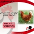 مرغ تخمگذار ۳ ماهه پخش جوجه مرغ در تهران مرغ تخمگذار گلپایگان3 ماهه
