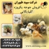 فروش مرغ&#۱۶۰;قیمت مناسب و ارسال به سراسر کشور در تهران فروش مرغ
