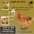 پرورش مرغ محلی فروش مرغ تخمگذار محلی طیور در تهران پرورش مرغ محلی