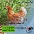 قیمت نیمچه مرغ محلی اصلاح شده طیور در تهران قیمت نیمچه مرغ محلی نیمچه