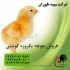 فروش مرغ گوشتی فروش جوجه راس طیور در تهران فروش مرغ گوشتی فروش جوجه