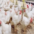 خریدار مرغ گوشتی و قیمت روز مرغ زنده در نور خریدار مرغ گوشتی و قیمت روز