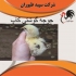فروش جوجه مرغ گوشتی نژاد دار طیور در تهران فروش جوجه مرغ گوشتی