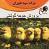 جوجه مرغ گوشتی جوجه مرغ گوشتی یک روزه طیور در تهران جوجه مرغ گوشتی