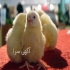 فروش جوجه گوشتی راس به نرخ تعاونی طیور در تهران جوجه گوشتی یکروزه راس