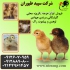 فروش جوجه تخمگذار یکروزه محلی و قیمت جوجه یک روزه در تهران فروش جوجه