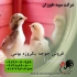 فروش جوجه یک روزه فروش جوجه یک روزه محلی در تهران فروش جوجه یک روزه