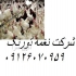 صفر تا صد پرورش مرغ تخمگذار نغمه تورنگ طیور در تهران پرورش مرغ بومی
