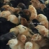 فروش جوجه یک روزه بومی فروش جوجه یک روزه محلی در نور فروش جوجه یک روزه