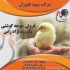 فروش مرغ گوشتی فروش ویژه جوجه گوشتی یک روزه در تهران فروش مرغ گوشتی