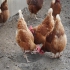 نیمچه مرغ و قیمت روز نیمچه مرغ محلی در نور نیمچه مرغ و قیمت روز نیمچه
