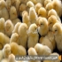 فروش جوجه یک روزه طیور در تهران فروش مستقیم جوجه یک روزه گوشتی نژاد