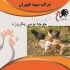 جوجه یک روزه محلی فروش جوجه یک روزه گوشتی طیور در تهران جوجه یک روزه