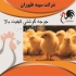 فروش جوجه مرغ گوشتی ویژه در تهران فروش جوجه مرغ گوشتی ویژه طیور فروش
