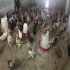 فروش نیمچه مرغ ۲ ماهه بومی گلپایگان در تهران فروش نیمچه مرغ بومی 1 ماهه