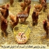 فروش مرغ هفت ماهه تخم گذار بسیار قوی طیور در تهران مرغ هفت ماهه