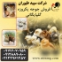 جوجه یک روزه گلپایگانی جوجه گلپایگانی محلی در تهران جوجه یک روزه