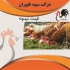 قیمت نیمچه مرغ محلی خرید نیمچه محلی طیور در تهران قیمت نیمچه مرغ