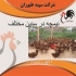 از سودآوری تا آموزش قیمت نیمچه مرغ محلی طیور در تهران از سودآوری تا