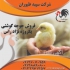 فروش ویژه و عمده مرغ گوشتی جه گوشتی یک روزه طیور در تهران فروش ویژه