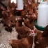 پرورش و فروش نیمچه مرغ محلی تخم گذار در نور پرورش و فروش نیمچه مرغ محلی