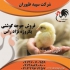 فروش پرورش و قیمت جوجه گوشتی طیور در تهران فروش پرورش و قیمت جوجه